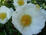 бял Цвете Слънчева Инсталация, Portulaca, Роза Мъх (Portulaca grandiflora) снимка