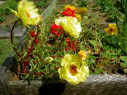 Saule Augu, Portulaca, Rožu Sūnu dzeltens Zieds