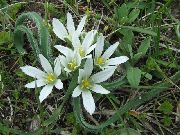 Gwiazda Betlejemska (Ornitogallum Indii Cebuli) biały Kwiat