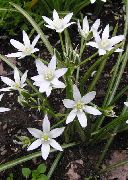 wit Bloem Ster-Van-Bethlehem (Ornithogalum) foto