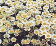 Пупавка Благородна (Антеміса) білий Квітка