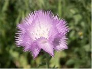 Amberboa, Sød Sultan lilla Blomst