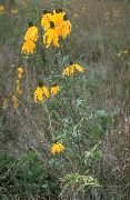 žuti Cvijet Meksički Kape, Siva Čelu Coneflower, Uspravno Prerijski Coneflower, Žute, Crvene Kape Coneflower (Ratibida) foto