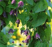 Violeta Bell Vine purpurs Zieds