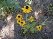 žuti Cvijet Crno-Eyed Susan, Istočni Coneflower, Narančasta Coneflower, Upadljiv Coneflower (Rudbeckia) foto