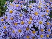 garden flowers light blue Ialian Aster Amellus photos, description, cultivation and planting, care and watering