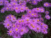 garden flowers pink Ialian Aster Amellus photos, description, cultivation and planting, care and watering