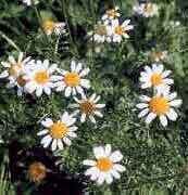 garden flowers white Ialian Aster Amellus photos, description, cultivation and planting, care and watering