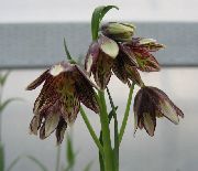 vinný Květina Crown Imperial Fritillaria fotografie