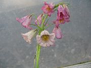 Kronis Imperatora Fritillaria sārts Zieds