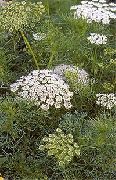 Visnaga. Khella. Škofijski Plevela, Toothpickweed bela Cvet