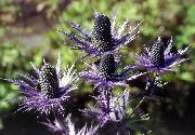 Ametists Jūras Holly, Kalnu Eryngo, Kalnu Jūras Holly purpurs Zieds