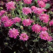 Scabiosa, Floare Pincushion roz 