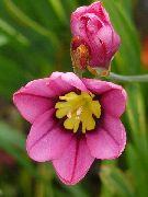 ვარდისფერი ყვავილების Sparaxis, არლეკინი Flower  ფოტო