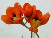 წითელი ყვავილების Sparaxis, არლეკინი Flower  ფოტო