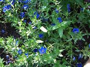 zils Zieds Blue Pimpernel (Anagallis Monellii) foto