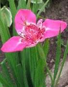 рожевий Квітка Тігрідія (Tigridia pavonia) фото