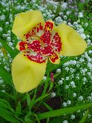 жовтий Квітка Тігрідія (Tigridia pavonia) фото
