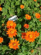 помаранчевий Квітка Тітона (Tithonia) фото