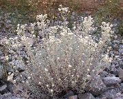 vit Blomma Pärla Evigt (Anaphalis) foto