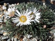Townsendia, Lieldienas Margrietiņa balts Zieds