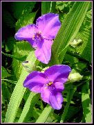 Virginia Spiderwort, Dāmu Asaras ceriņi Zieds