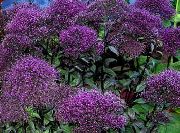 Throatwort purpurs Zieds