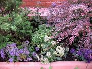 weiß Blume Throatwort (Trachelium) foto