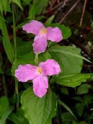 rosa  Trillium, Wakerobin, Tri Blume, Birthroot  foto