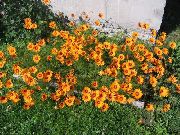 Izpletni Margrietiņa oranžs Zieds