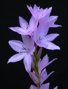 Watsonia, Lírio Bugle lilás Flor