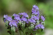 Kalifornijas Bluebell, Mežģīņu Phacelia, Zila Cirtas, Caterpillar, Fiddleneck, Zirneklis Ziedu, Savvaļas Heliotrops gaiši zils Zieds