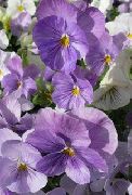 garden flowers lilac Viola, Pansy Viola  wittrockiana photos, description, cultivation and planting, care and watering