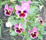 garden flowers pink Viola, Pansy Viola  wittrockiana photos, description, cultivation and planting, care and watering