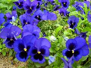 garden flowers dark blue Viola, Pansy Viola  wittrockiana photos, description, cultivation and planting, care and watering