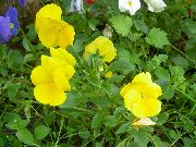garden flowers yellow Viola, Pansy Viola  wittrockiana photos, description, cultivation and planting, care and watering