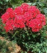 Vrt Phlox rdeča Cvet