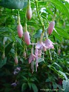 ροζ λουλούδι Φούξια Αγιόκλημα (Fuchsia) φωτογραφία