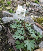 biela Kvetina Chochlačkovec (Corydalis) fotografie