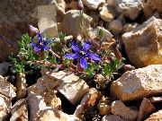 plava Cvijet Cyananthus  foto