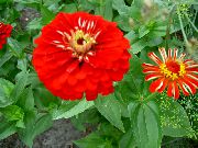 Zinnia წითელი ყვავილების