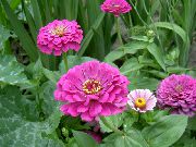 garden flowers lilac Zinnia Zinnia photos, description, cultivation and planting, care and watering
