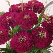 garden flowers claret Zinnia Zinnia photos, description, cultivation and planting, care and watering