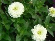 garden flowers white Zinnia Zinnia photos, description, cultivation and planting, care and watering