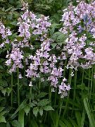 Spansk Honningurt, Træ Hyacint lilla Blomst