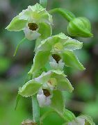 verde Floare Marsh Helleborine, Mlaștină Epipactis fotografie