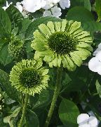 Coneflower, Doğu Coneflower yeşil çiçek
