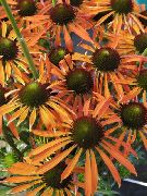 orange Blume Sonnenhut, Östlichen Sonnenhut (Echinacea) foto