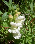 hvit Blomst Snapdragon, Røyskatt Snute (Antirrhinum) bilde