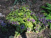 halványlila Virág Lamium, Árvacsalán  fénykép